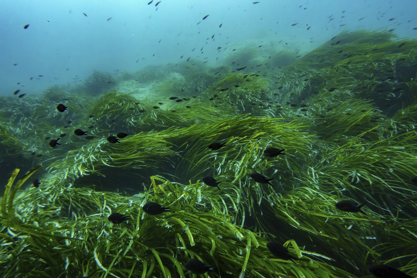 The UN Ocean Conference tries to turn promises into protection | iNFOnews.ca The UN Ocean Conference tries to turn promises into protection | iNFOnews.ca