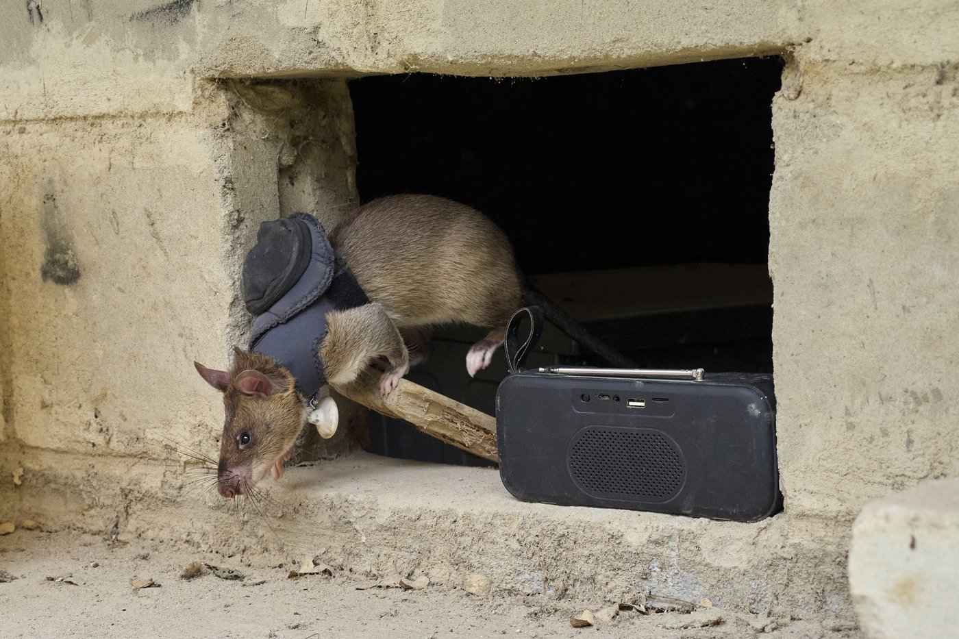 Land mines and tuberculosis are no match for Tanzanian ‘hero rats’ sniffing out danger and disease | iNFOnews.ca