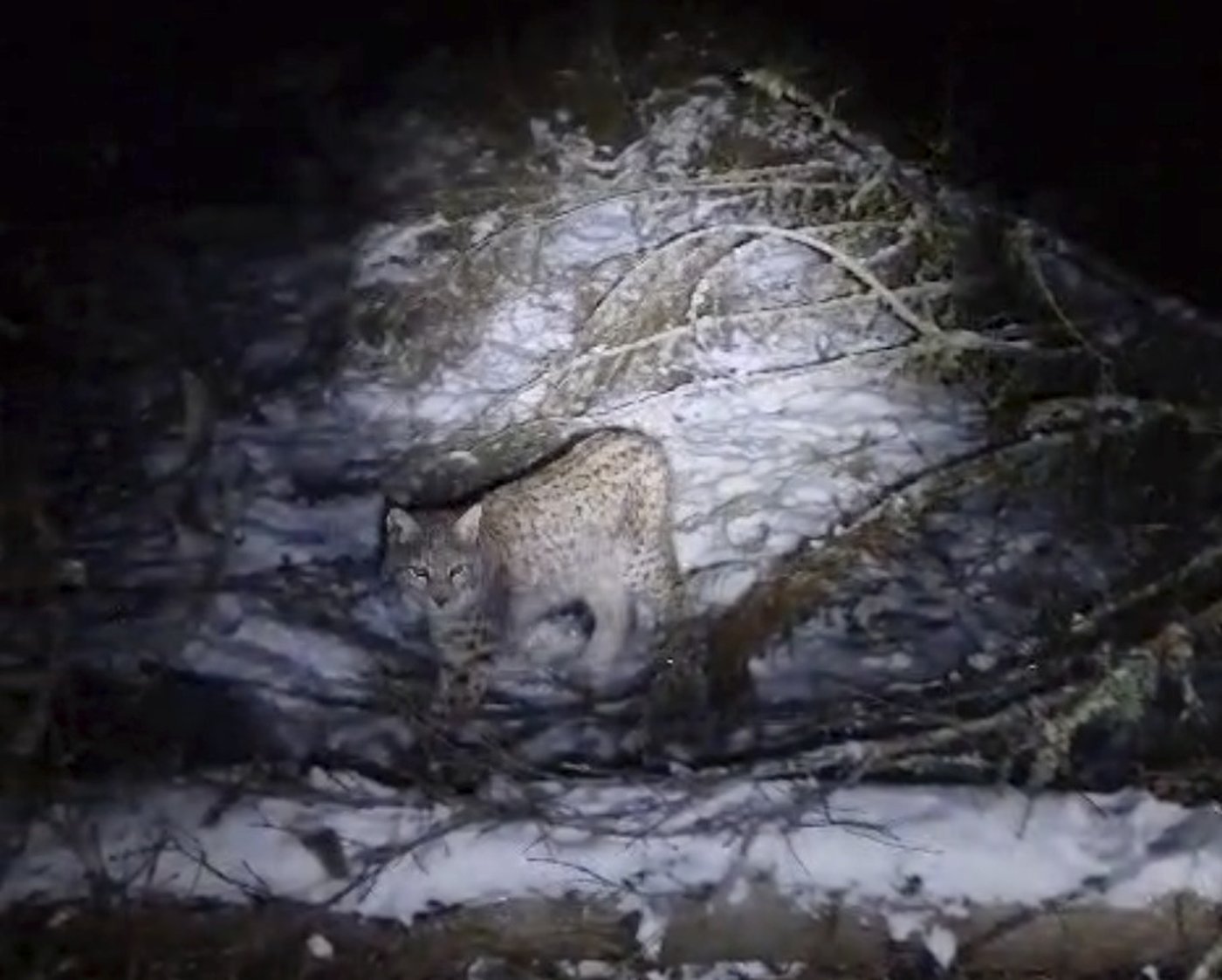 One of four lynx captured in the Scottish Highlands dies | iNFOnews.ca