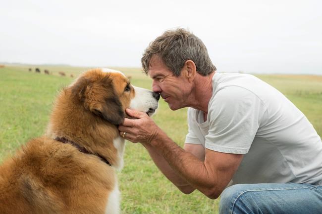 Complaint filed over treatment of German shepherd on Winnipeg-area film set | iNFOnews.ca Complaint filed over treatment of German shepherd on Winnipeg-area film set | iNFOnews.ca