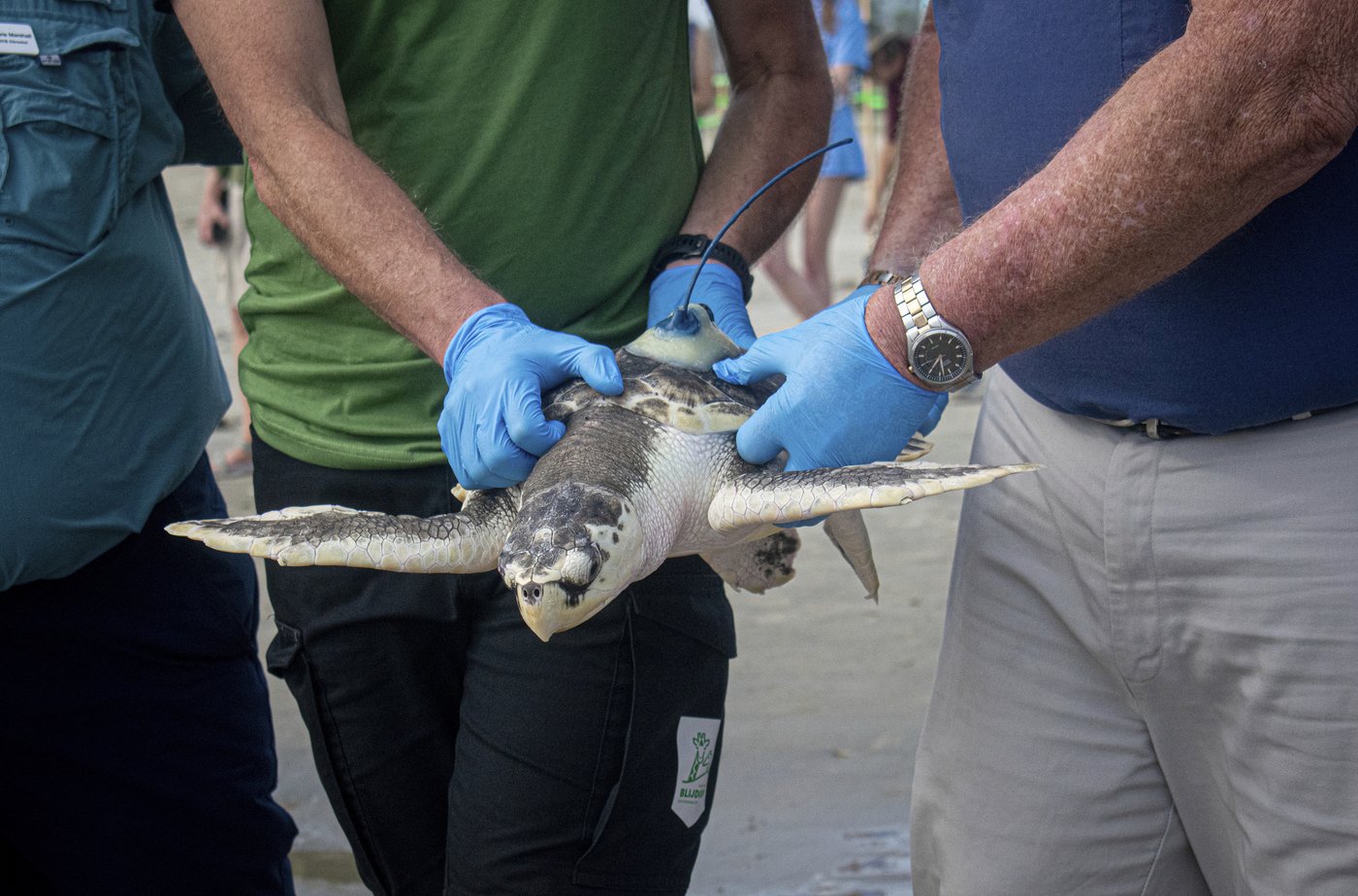 A wayward sea turtle wound up in the Netherlands. A rescue brought it thousands of miles back home | iNFOnews.ca A wayward sea turtle wound up in the Netherlands. A rescue brought it thousands of miles back home | iNFOnews.ca
