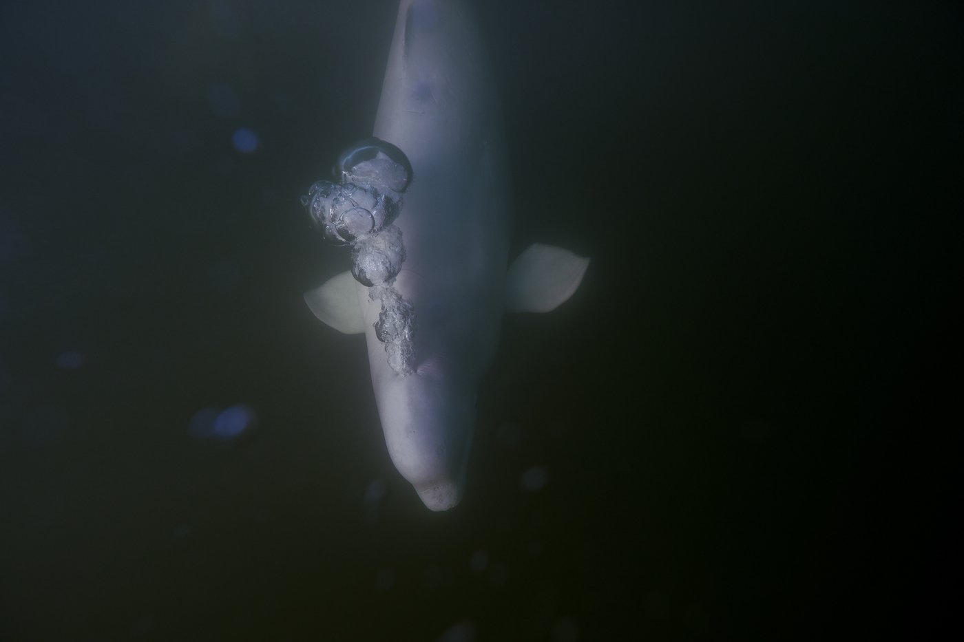 Offering a dose of healing, curious beluga whales frolic in a warming Hudson Bay | iNFOnews.ca