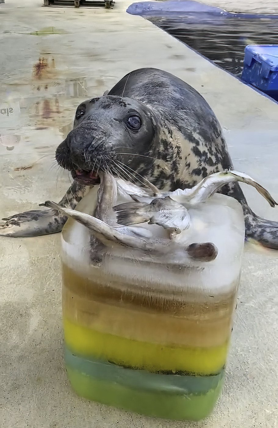 Seal pup once rescued on a British beach hits the big 5-0. Sheba may be the oldest seal in captivity | iNFOnews.ca Seal pup once rescued on a British beach hits the big 5-0. Sheba may be the oldest seal in captivity | iNFOnews.ca