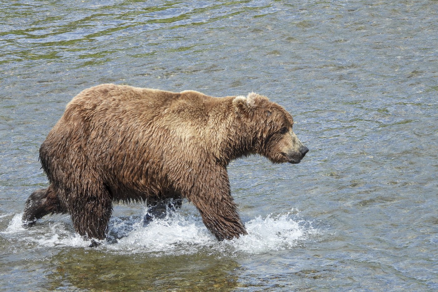 Online voting in Alaska's Fat Bear Week contest starts after an attack killed 1 contestant | iNFOnews.ca Online voting in Alaska's Fat Bear Week contest starts after an attack killed 1 contestant | iNFOnews.ca