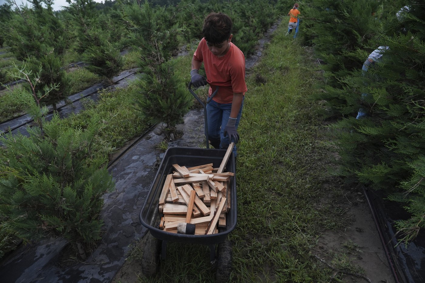 Texas floodwaters damaged crops and endangered livestock. Now farmers and ranchers are cleaning up | iNFOnews.ca Texas floodwaters damaged crops and endangered livestock. Now farmers and ranchers are cleaning up | iNFOnews.ca
