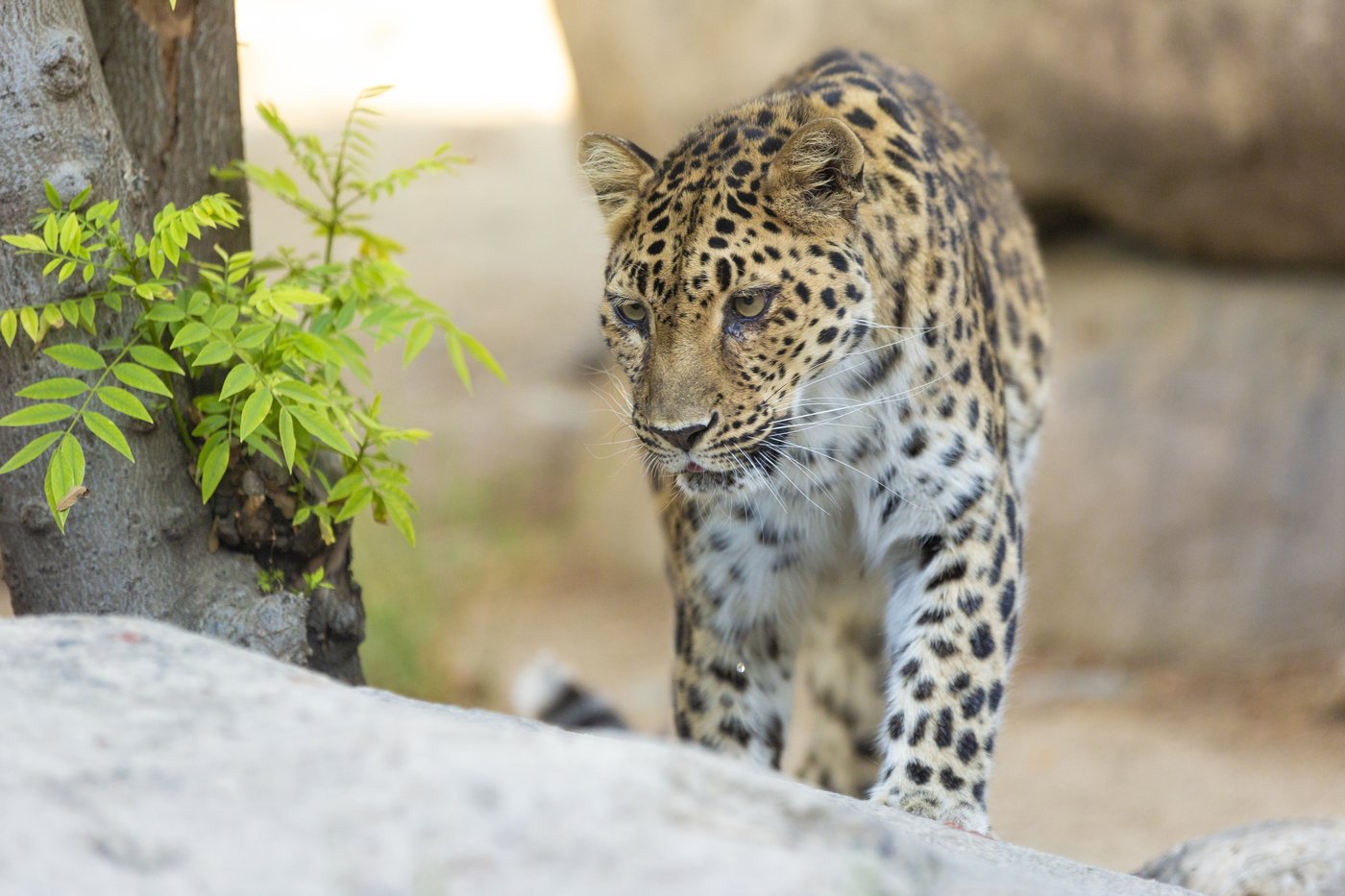 Critically endangered leopard dies at age 21 in California zoo | iNFOnews.ca Critically endangered leopard dies at age 21 in California zoo | iNFOnews.ca