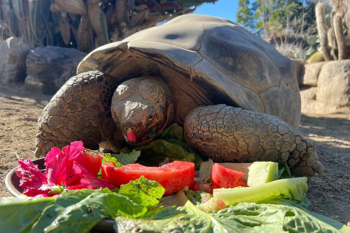 Gramma the Galapagos tortoise, oldest resident of San Diego Zoo, dies at about 141 | iNFOnews.ca