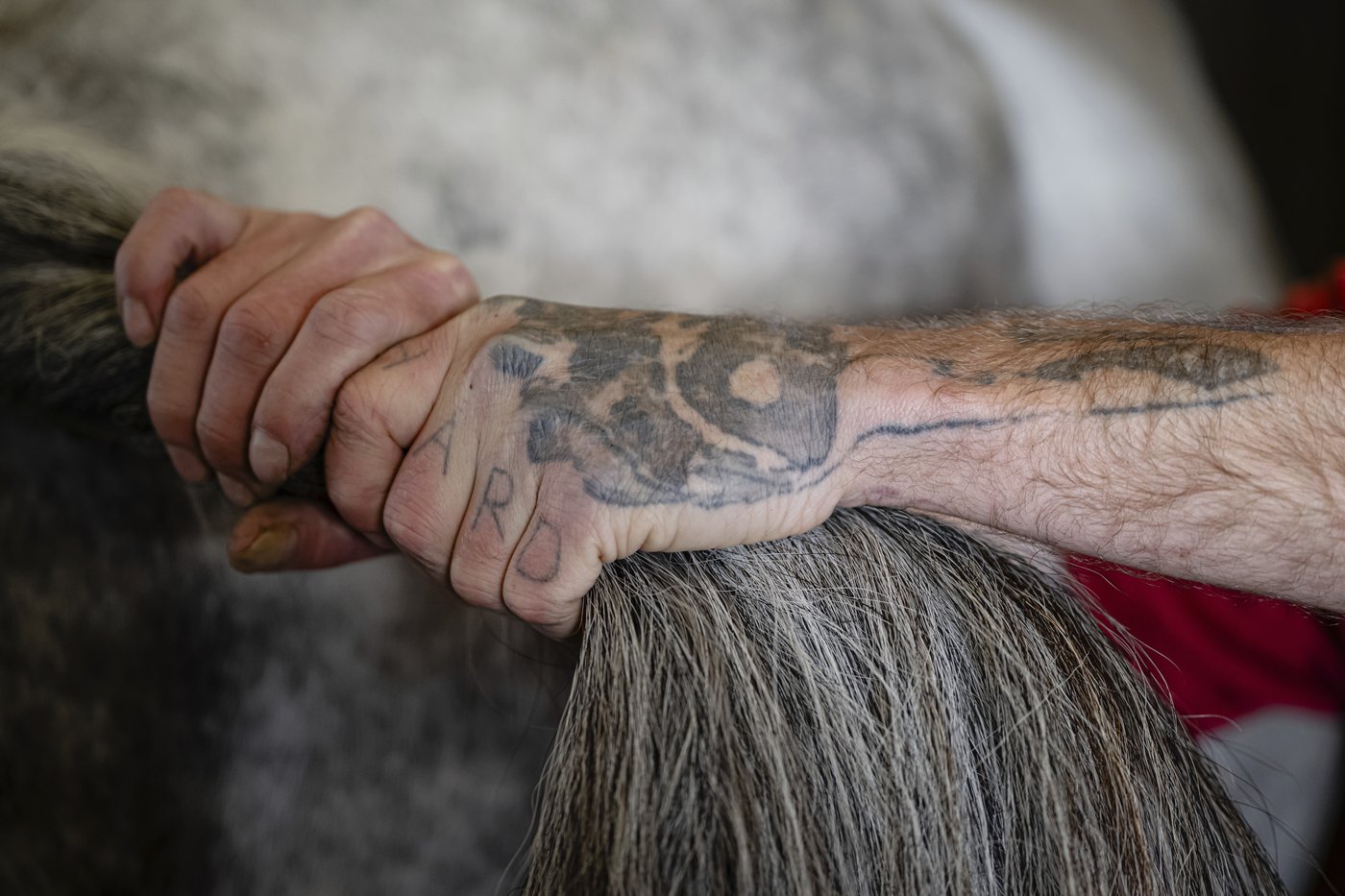 Horses on a Kentucky farm are helping men build sober lives, gain work and reunite families | iNFOnews.ca