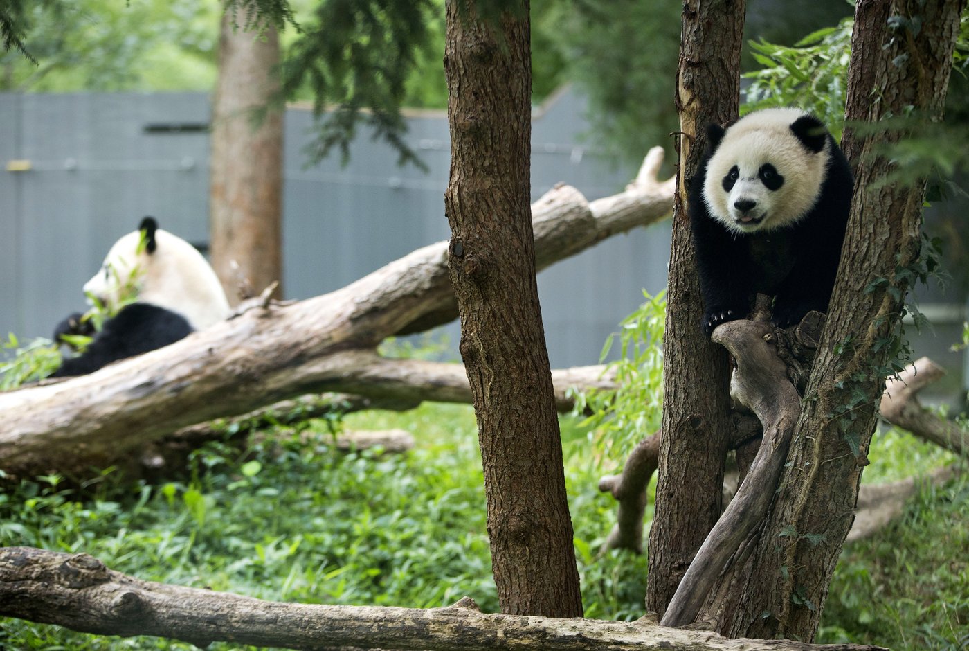 Pandas arrive at National Zoo, but won't be ready for public debut until January | iNFOnews.ca Pandas arrive at National Zoo, but won't be ready for public debut until January | iNFOnews.ca