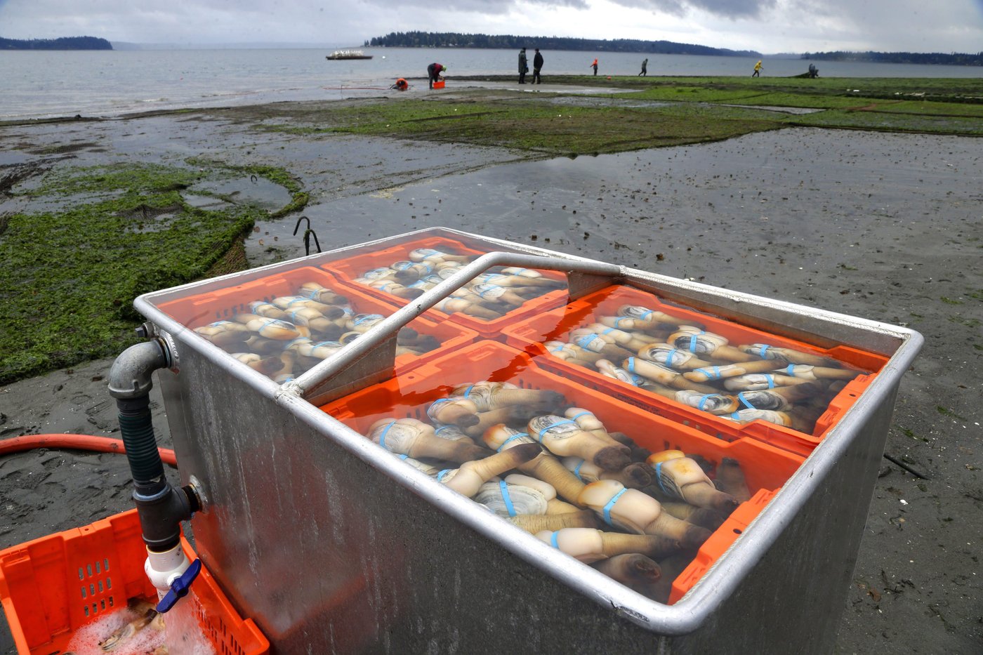 B.C. geoduck clam exports facing devastation from Chinese tariffs on massive molluscs | iNFOnews.ca