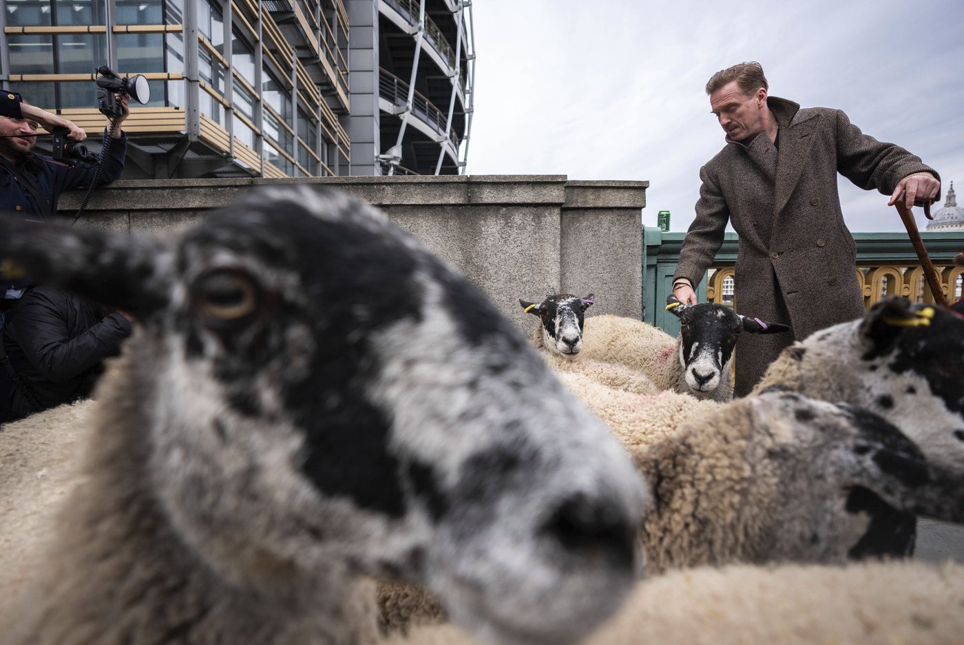 Damian Lewis herds sheep over a London bridge in homage to a medieval tradition | iNFOnews.ca Damian Lewis herds sheep over a London bridge in homage to a medieval tradition | iNFOnews.ca