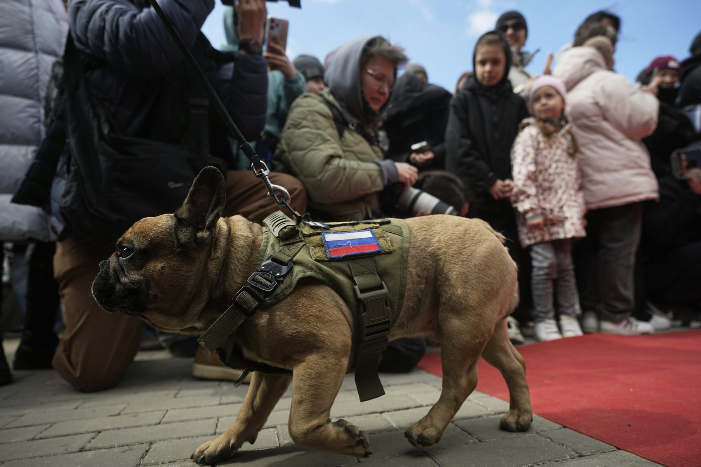 PHOTO COLLECTION: Russia French Bulldogs Parade | iNFOnews.ca