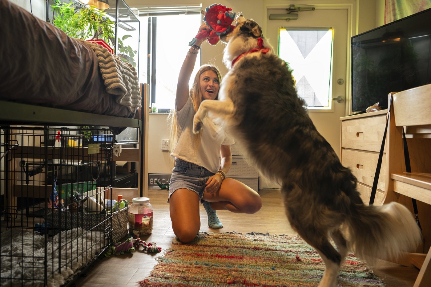 These colleges are welcoming pets in dorms to reduce students' stress and anxiety | iNFOnews.ca