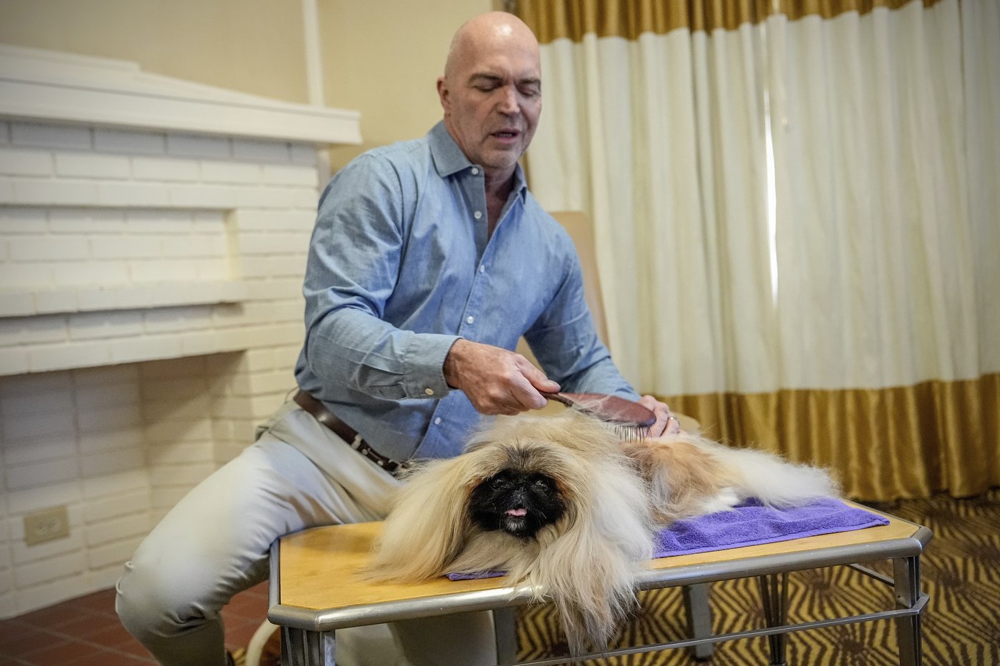 What makes a dog a winner? A Westminster Kennel Club judge explains | iNFOnews.ca