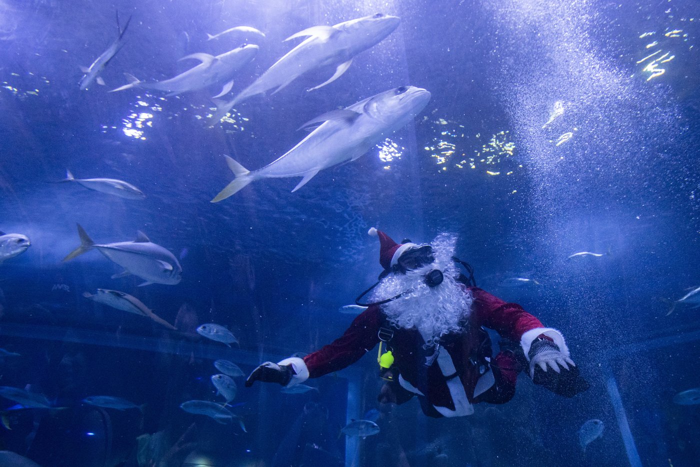 Santa Claus joins sharks for a holiday swim at a Rio de Janeiro aquarium | iNFOnews.ca Santa Claus joins sharks for a holiday swim at a Rio de Janeiro aquarium | iNFOnews.ca