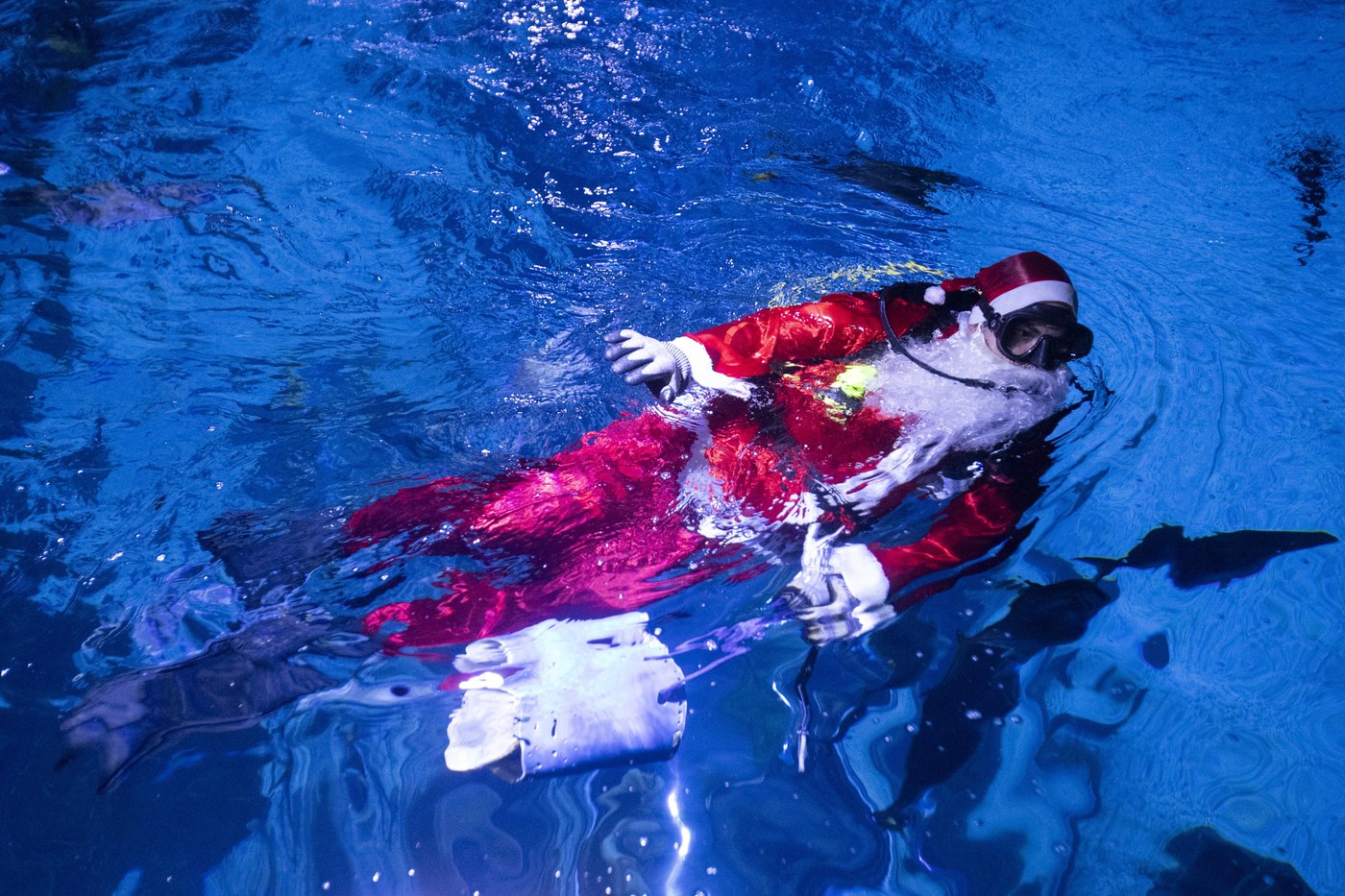 Santa Claus joins sharks for a holiday swim at a Rio de Janeiro aquarium | iNFOnews.ca Santa Claus joins sharks for a holiday swim at a Rio de Janeiro aquarium | iNFOnews.ca
