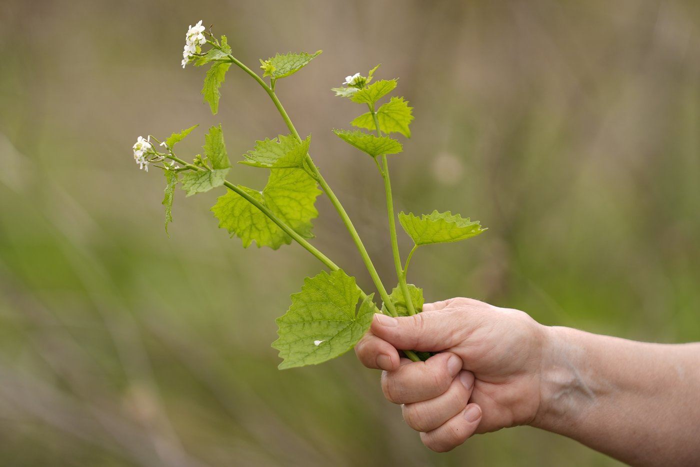 What to know before you try foraging for edible plants and mushrooms in backyards or public spaces | iNFOnews.ca