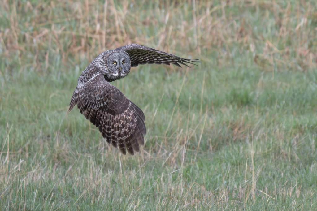 iN PHOTOS: Majestic great grey owls hunt in Okanagan, Kamloops | iNFOnews.ca
