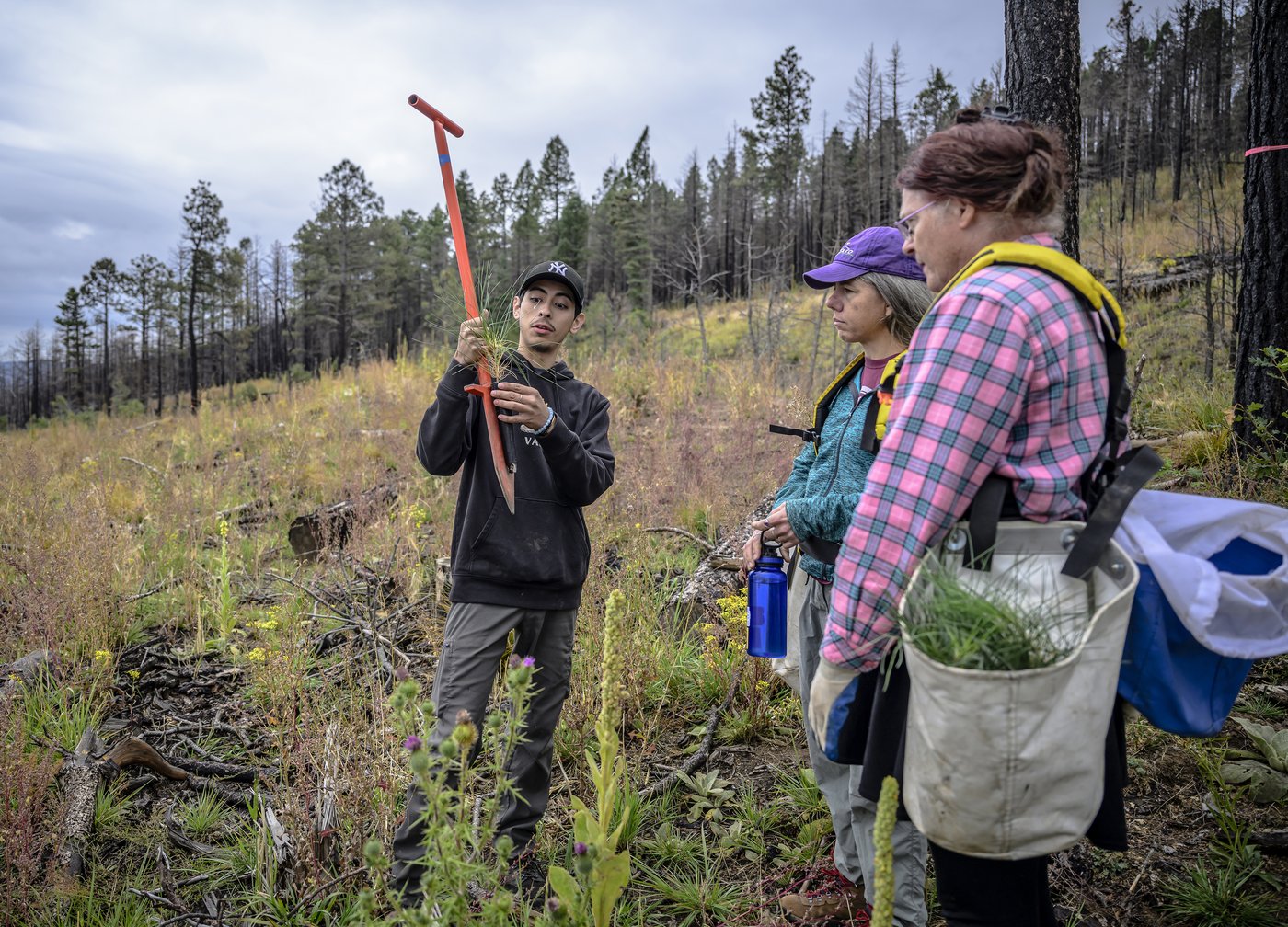 Volunteers help seedlings take root as New Mexico attempts to recover from historic wildfire | iNFOnews.ca
