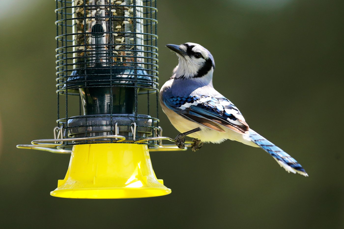 As the garden winds down, it's time to care for winter-prepping birds | iNFOnews.ca