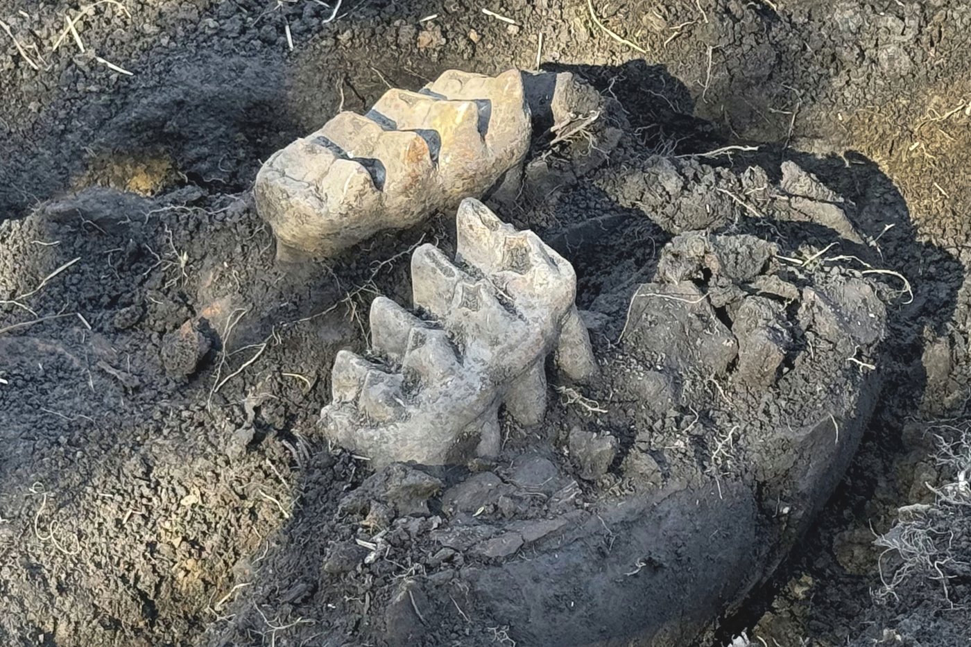 New York man finds mastodon jaw while gardening in his backyard | iNFOnews.ca