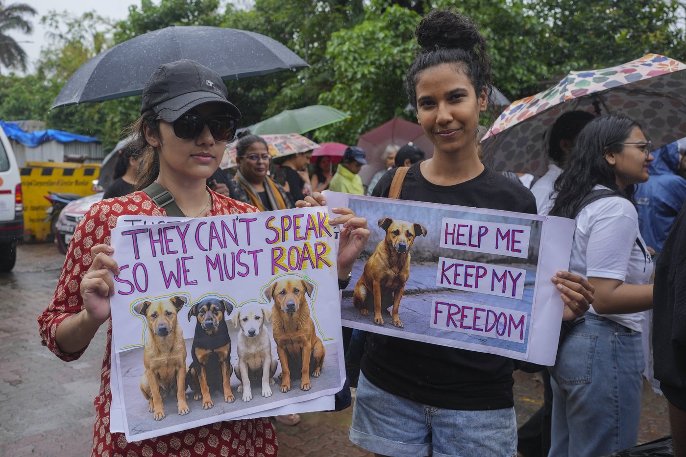 Court orders stray dogs in New Delhi released, easing its order to move them all to shelters | iNFOnews.ca Court orders stray dogs in New Delhi released, easing its order to move them all to shelters | iNFOnews.ca