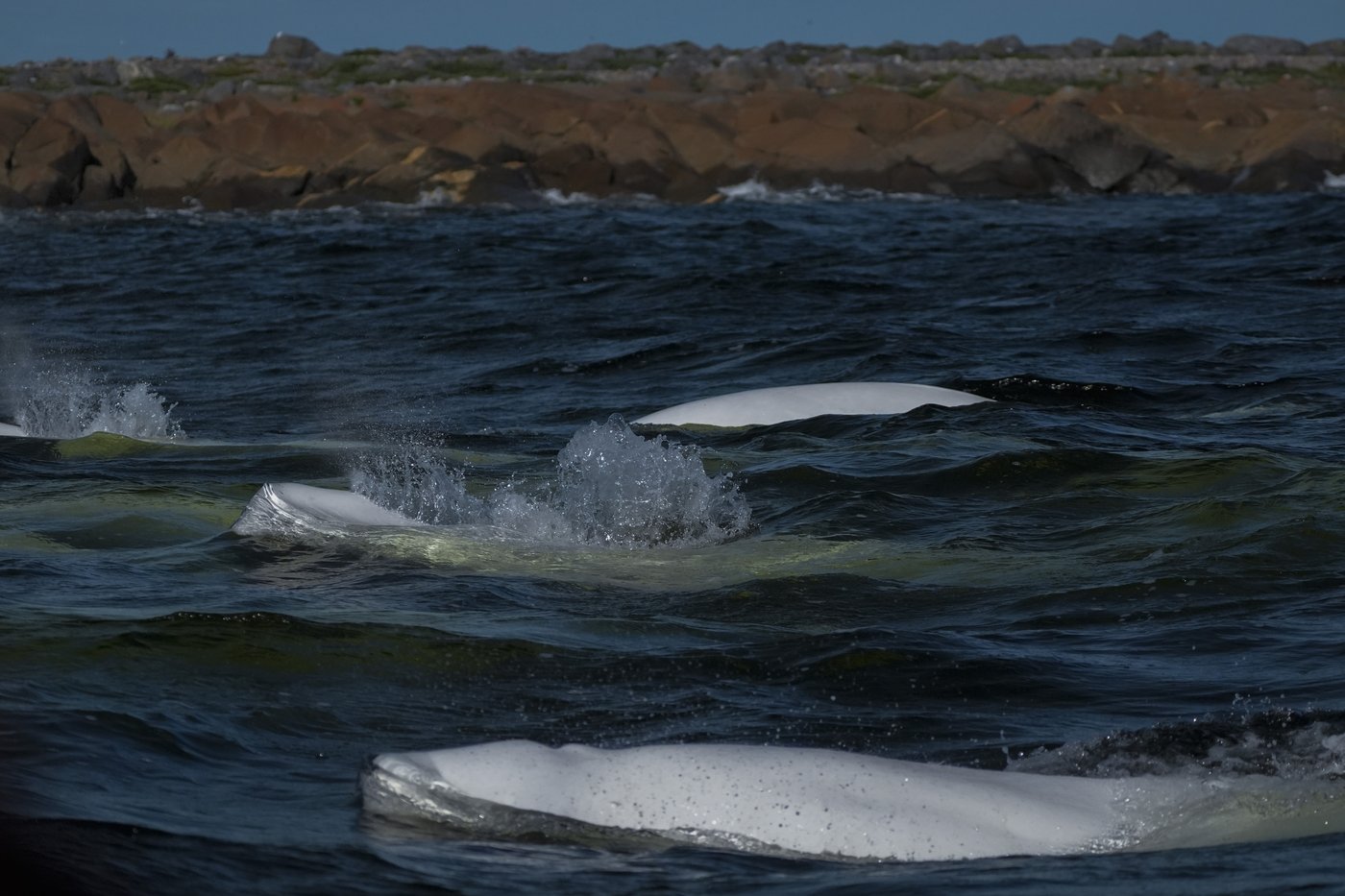 Offering a dose of healing, curious beluga whales frolic in a warming Hudson Bay | iNFOnews.ca