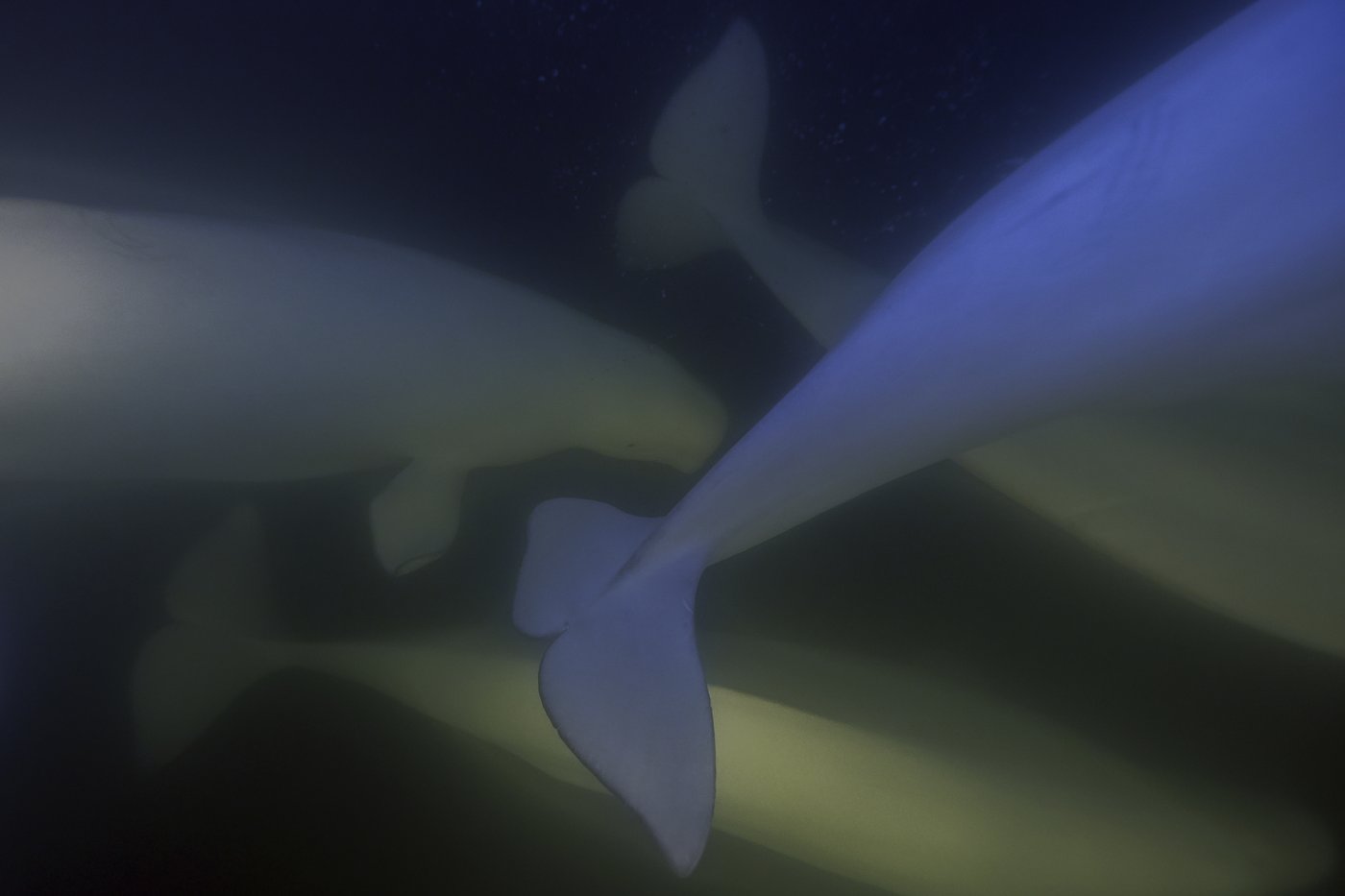 Offering a dose of healing, curious beluga whales frolic in a warming Hudson Bay | iNFOnews.ca