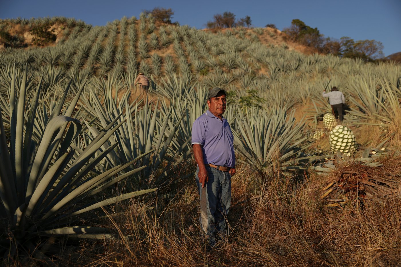 Mezcal producers in Oaxaca pose for photos while reflecting on economic impacts of the drink | iNwine