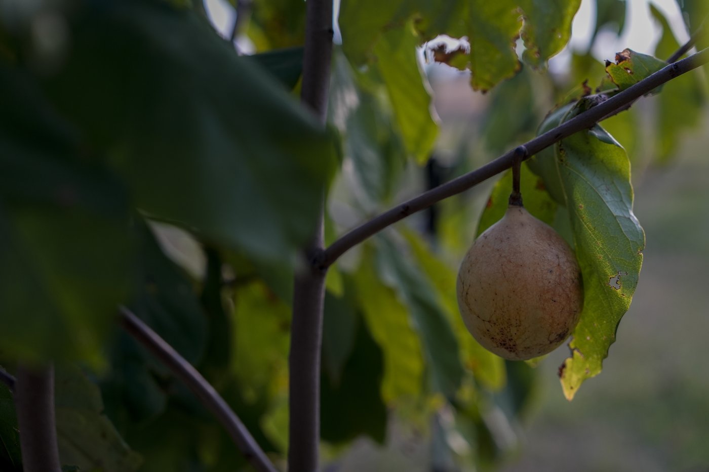 In Ohio, drought and shifting weather patterns affect North America's largest native fruit | iNFOnews.ca