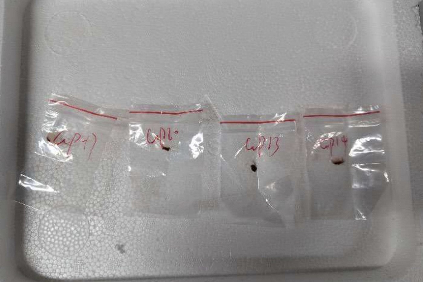 US says it broke up effort to bring toxic fungus to Michigan lab from China | iNFOnews.ca