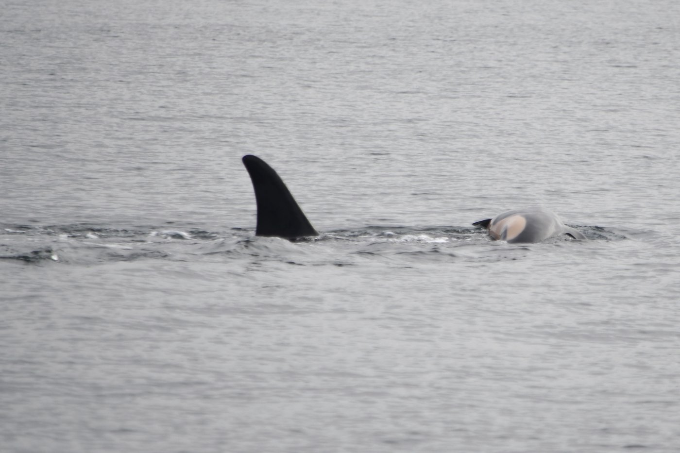 Mother orca still pushing body of dead calf off Vancouver Island, 10 days after death | iNFOnews.ca