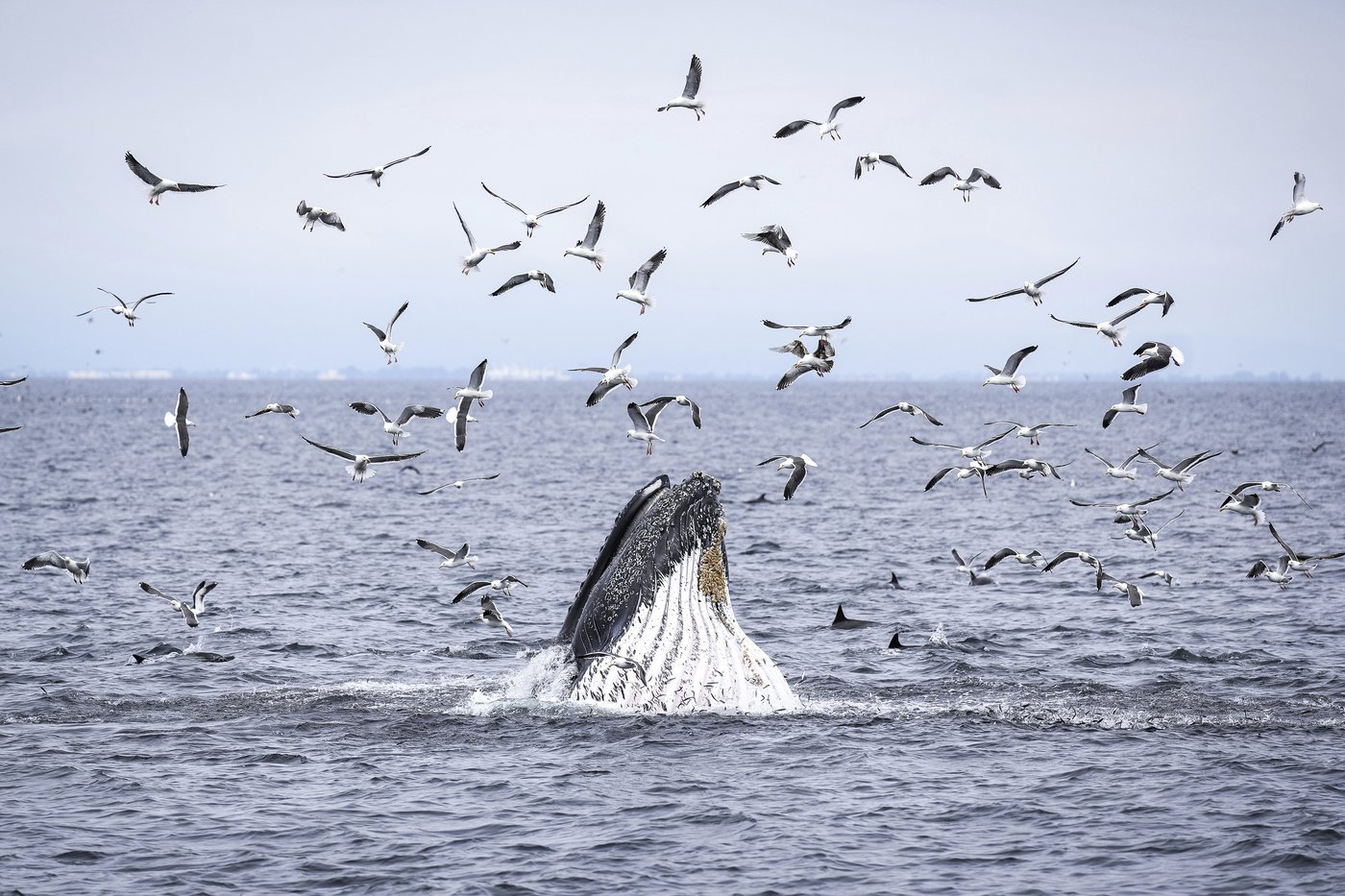 As Trump pares back ocean protections, California weighs expanding them | iNFOnews.ca As Trump pares back ocean protections, California weighs expanding them | iNFOnews.ca