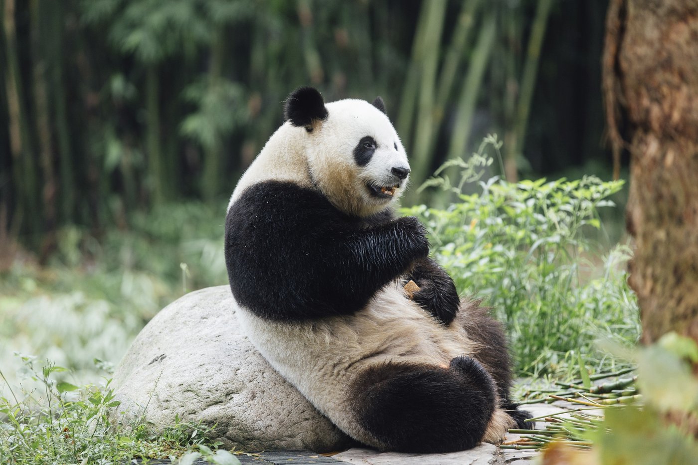 A new pair of giant pandas gifted by Beijing arrives in Hong Kong | iNFOnews.ca A new pair of giant pandas gifted by Beijing arrives in Hong Kong | iNFOnews.ca