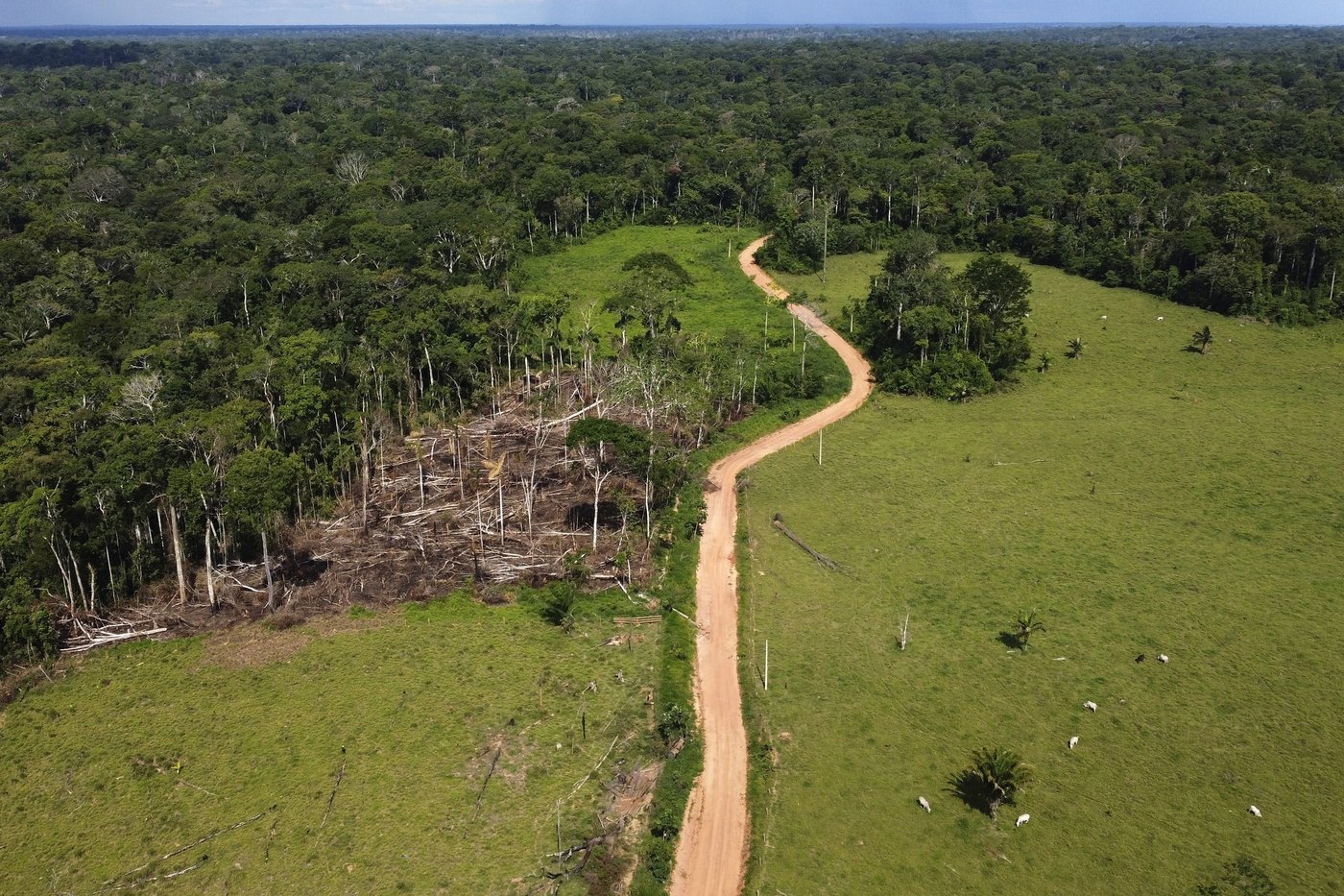 Removal of hundreds of illegal cattle in the Amazon sparks protests and divides residents | iNFOnews.ca Removal of hundreds of illegal cattle in the Amazon sparks protests and divides residents | iNFOnews.ca