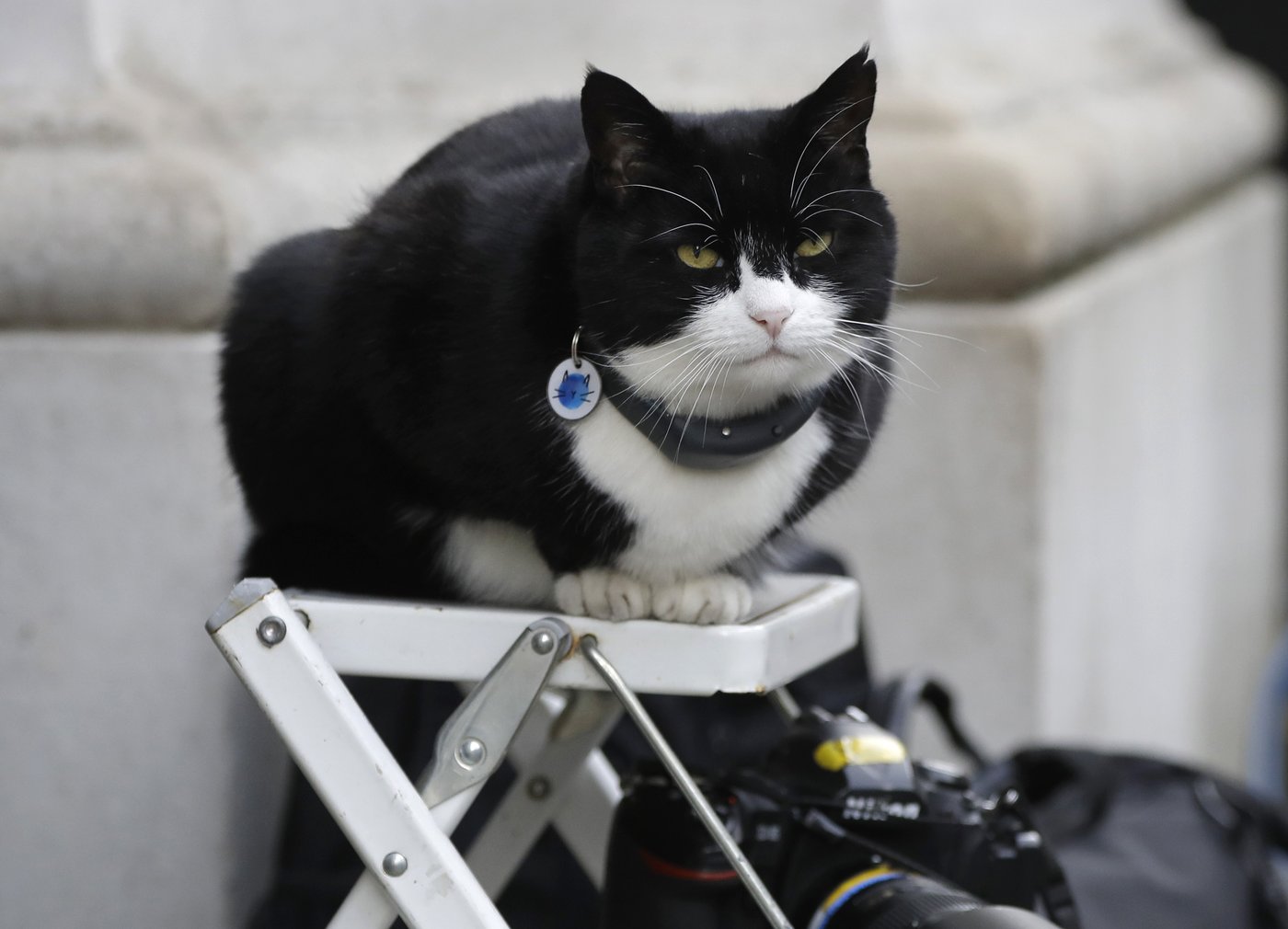 It's the 'purr-fect' job. Britain's top feline diplomat comes out of retirement | iNFOnews.ca