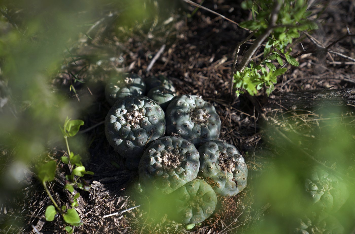 Peyote sacred to Native Americans threatened by psychedelic renaissance and development | iNFOnews.ca Peyote sacred to Native Americans threatened by psychedelic renaissance and development | iNFOnews.ca