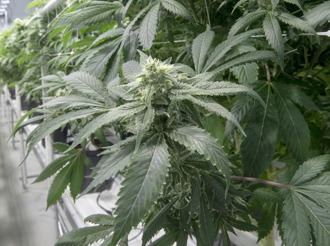 B.C. unveils new cannabis sales programs to help small, Indigenous growers | iNFOnews.ca