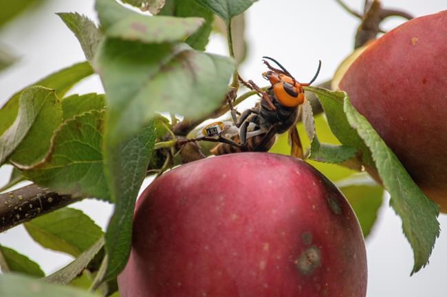 The new COVID-19 support programs and murder hornets: In The News for Oct. 13 | iNFOnews.ca