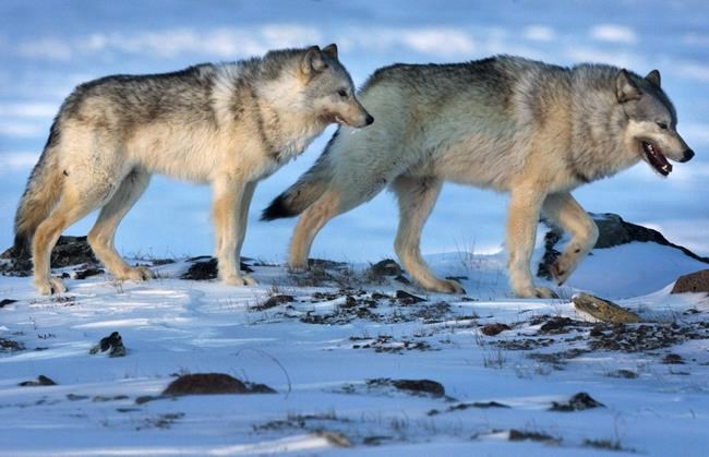Army apologizes after Nova Scotia residents receive fake letter warning of wolves | iNFOnews.ca Army apologizes after Nova Scotia residents receive fake letter warning of wolves | iNFOnews.ca
