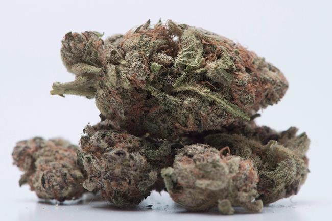Aphria reports $5.1M first-quarter loss compared with $16.4M profit a year ago | iNFOnews.ca Aphria reports $5.1M first-quarter loss compared with $16.4M profit a year ago | iNFOnews.ca