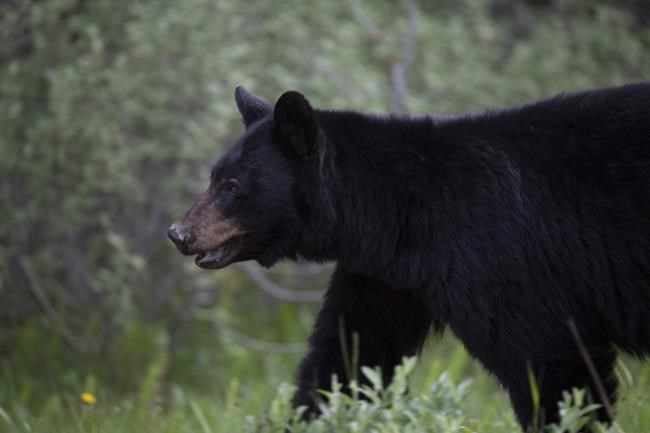 Rural residents near Saanich, B.C., warned to protect pets after bear attacks llama | iNFOnews.ca