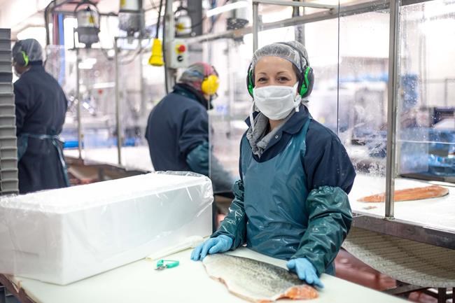 N.B. seafood giant Cooke buys insolvent U.S. fish processor, expands global reach | iNFOnews.ca CP1084362097