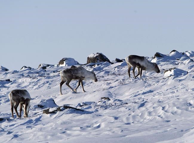 Parks Canada plans first captive breeding program for Jasper National Park caribou | iNFOnews.ca Parks Canada plans first captive breeding program for Jasper National Park caribou | iNFOnews.ca