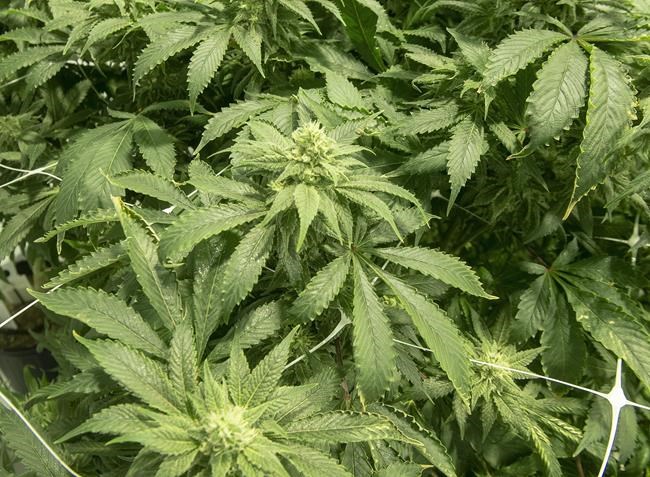 Aphria and Tilray to merge, will use Tilray name and explore U.S. market | iNFOnews.ca Aphria and Tilray to merge, will use Tilray name and explore U.S. market | iNFOnews.ca