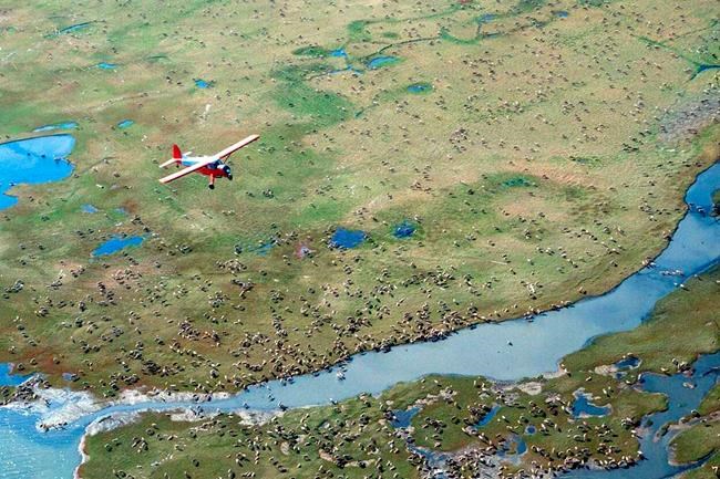 Wilkinson, First Nations concerned by sale of energy leases in Alaska wildlife refuge | iNFOnews.ca CP304661981