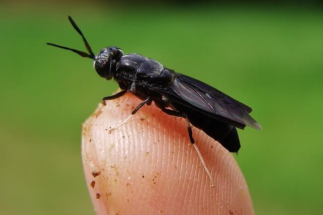 B.C. company turning fly larvae into pet food gets $6M in federal funds | iNFOnews.ca B.C. company turning fly larvae into pet food gets $6M in federal funds | iNFOnews.ca