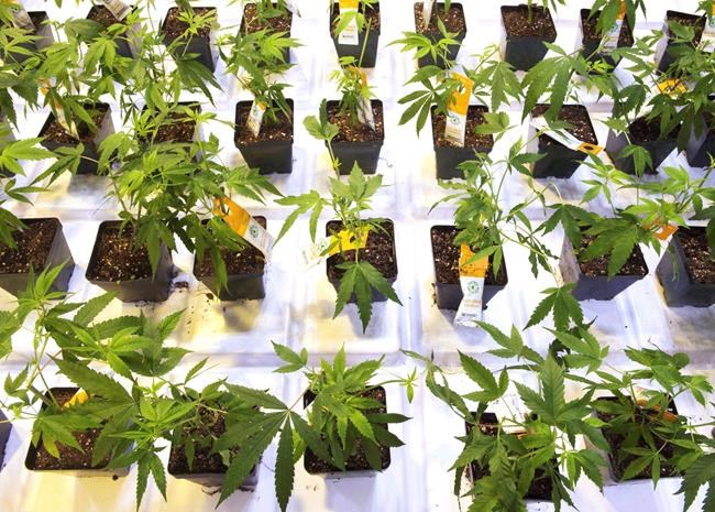 Aurora Cannabis lays off workers after signing new sales broker deal | iNFOnews.ca