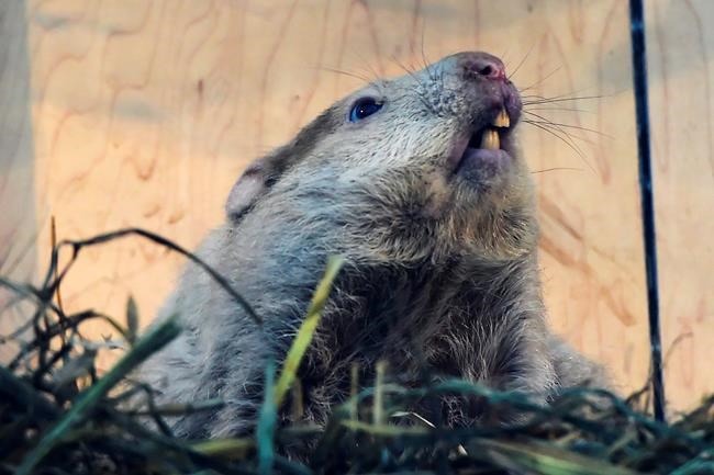 'We've done this before': Why life in lockdown feels like 'Groundhog Day' | iNFOnews.ca 'We've done this before': Why life in lockdown feels like 'Groundhog Day' | iNFOnews.ca