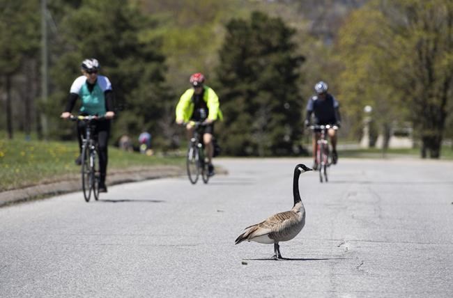 Invasive Canada geese in the crosshairs as B.C. council approves planned cull | iNFOnews.ca Invasive Canada geese in the crosshairs as B.C. council approves planned cull | iNFOnews.ca